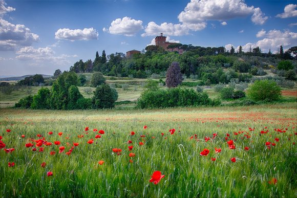 Tuscan Poppies