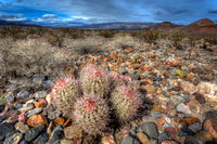 Cottontop Cactus in Death Valley