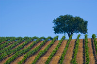 Lone Tree and Grapevines