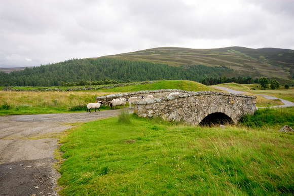 Sheep and Stone Bridge